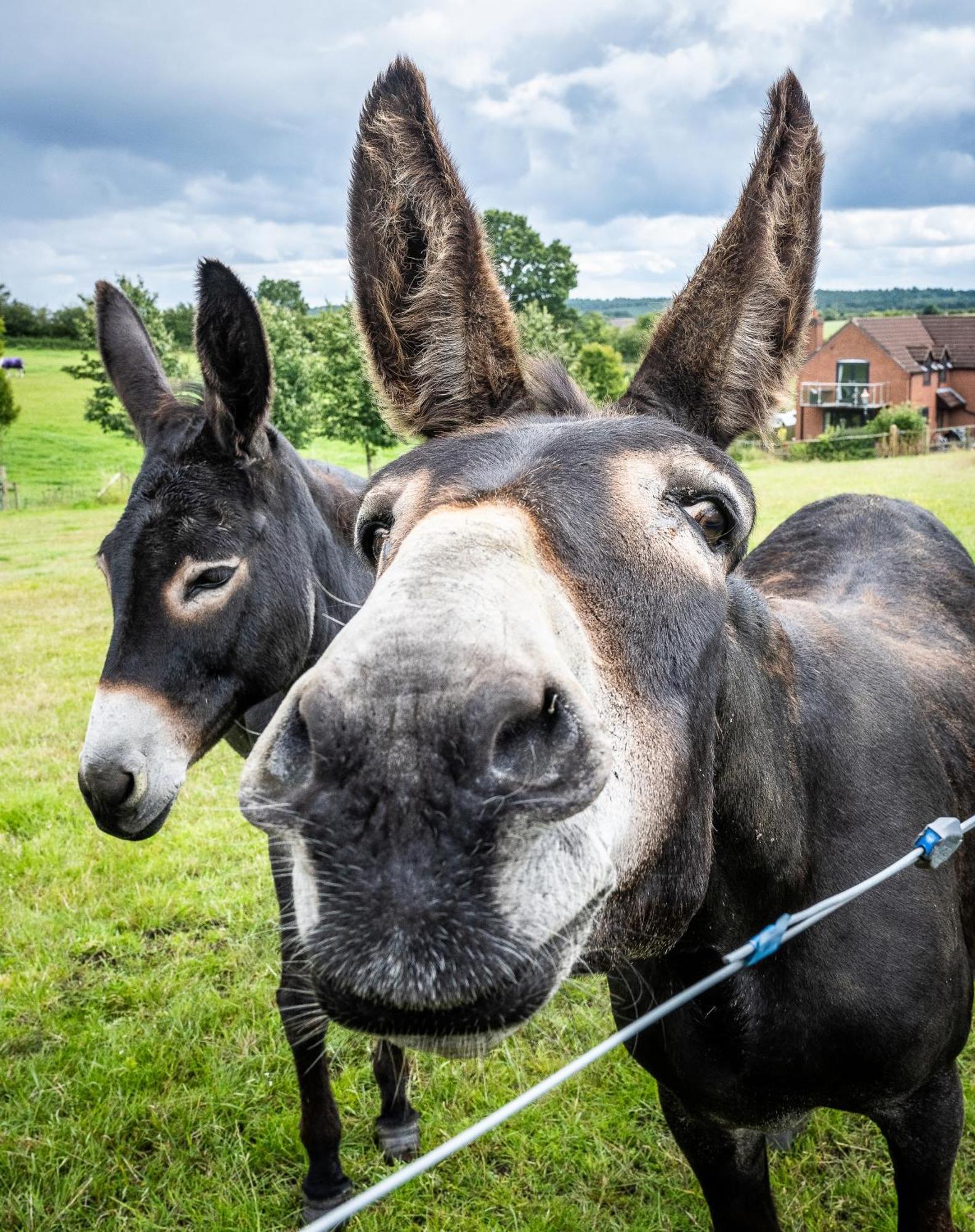 Fairview Farm Holiday Accommodation 14 Luxury Lodges, Cabins, Dog Friendly, Suitable For Couples, Families And Groups, Wedding Guests , Corporate Events, Sleeps 2-65 Guests In Ravenshead, Nottingham Near Sherwood Forest, Set In 88 Acres Esterno foto